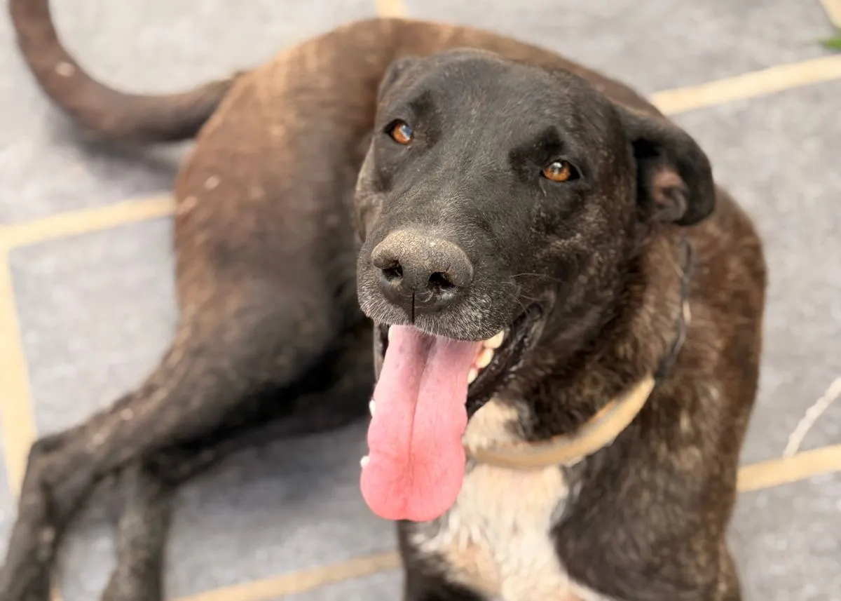 Negrita volvió a su casa