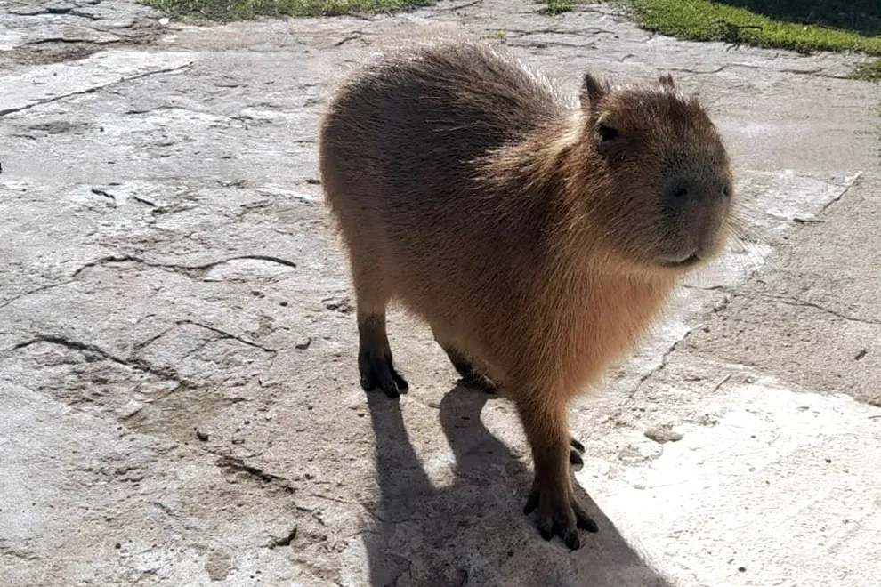 La Policía Ambiental rescató un carpincho y nueve aves silvestres que estaban en cautiverio
