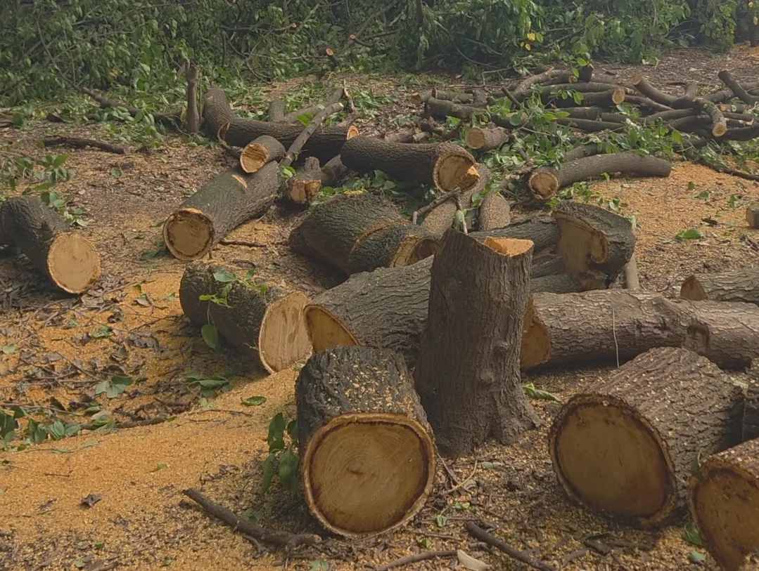 Frenaron el desmonte en un sector de Villa Nueva