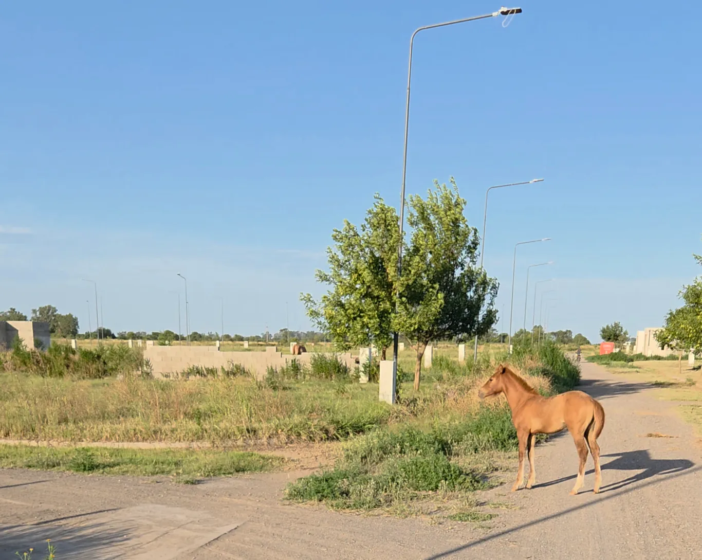 Vecinos del loteo Cardenales reclaman por la falta de mantenimiento del sector