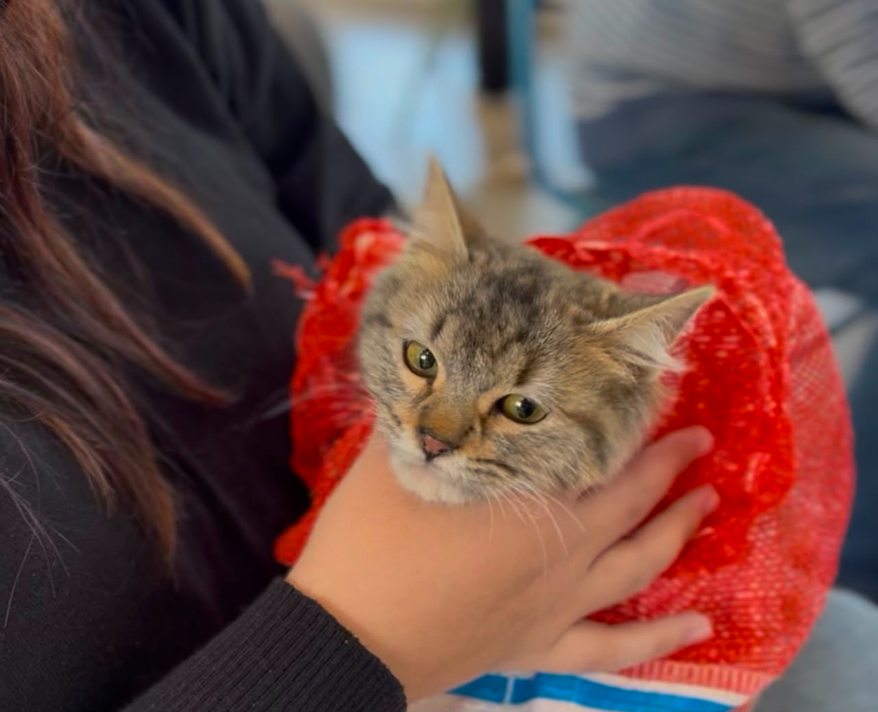 Siguen las castraciones a mascotas este miércoles en Villa Nueva