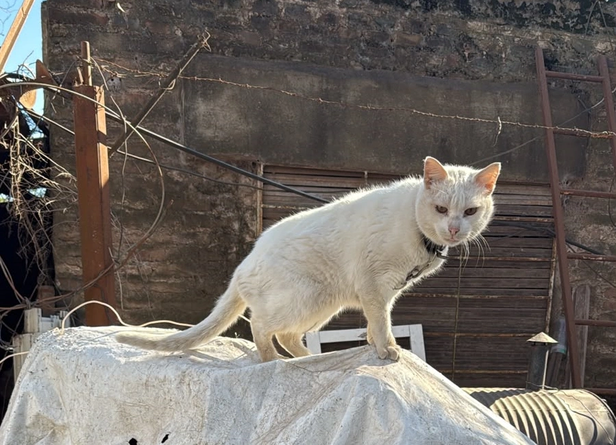 Tiene a perros y gatos encadenados y en jaulas