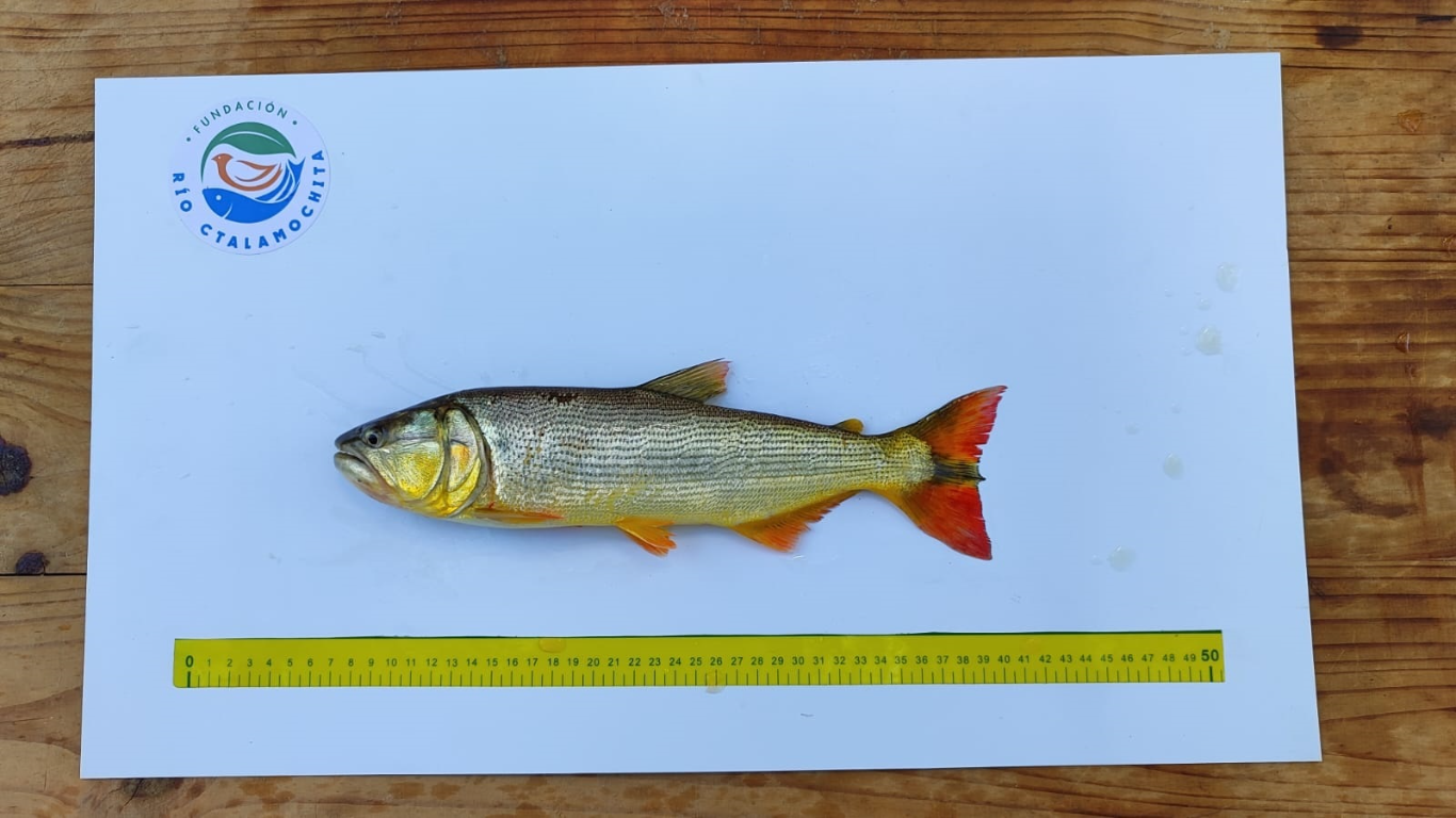 Analizan el Ctalamochita en colaboración con pescadores de la zona