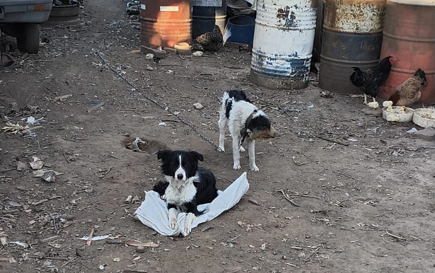Un veterinario ordenó que los animales se queden en el lugar tras la denuncia de la proteccionista