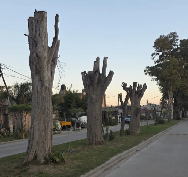 Vecina denunció poda excesiva de árboles en Villa Nueva