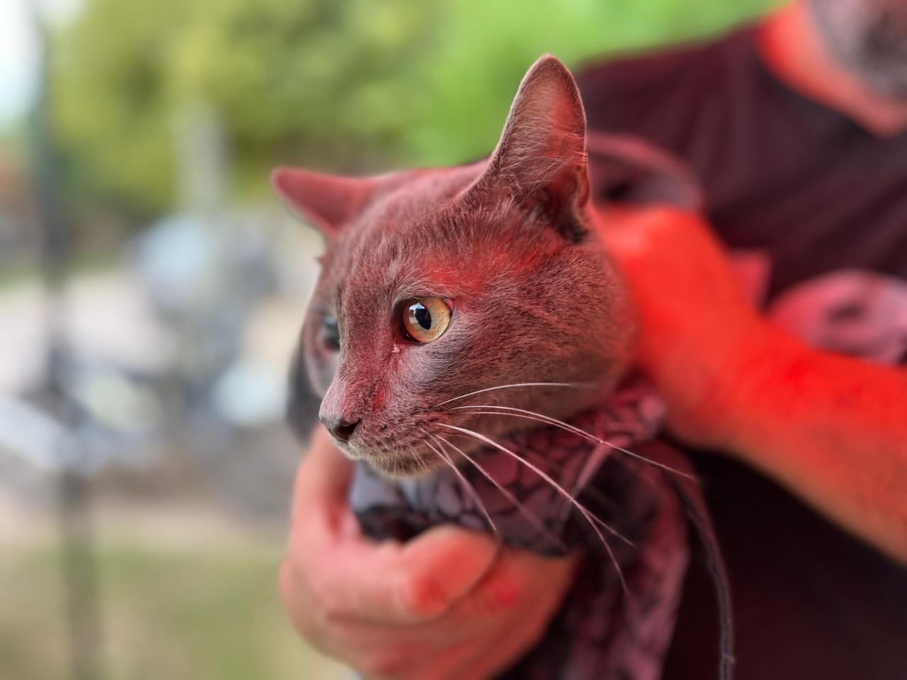 Se vacunaron 91 mascotas en barrio Los Olmos de Villa Nueva