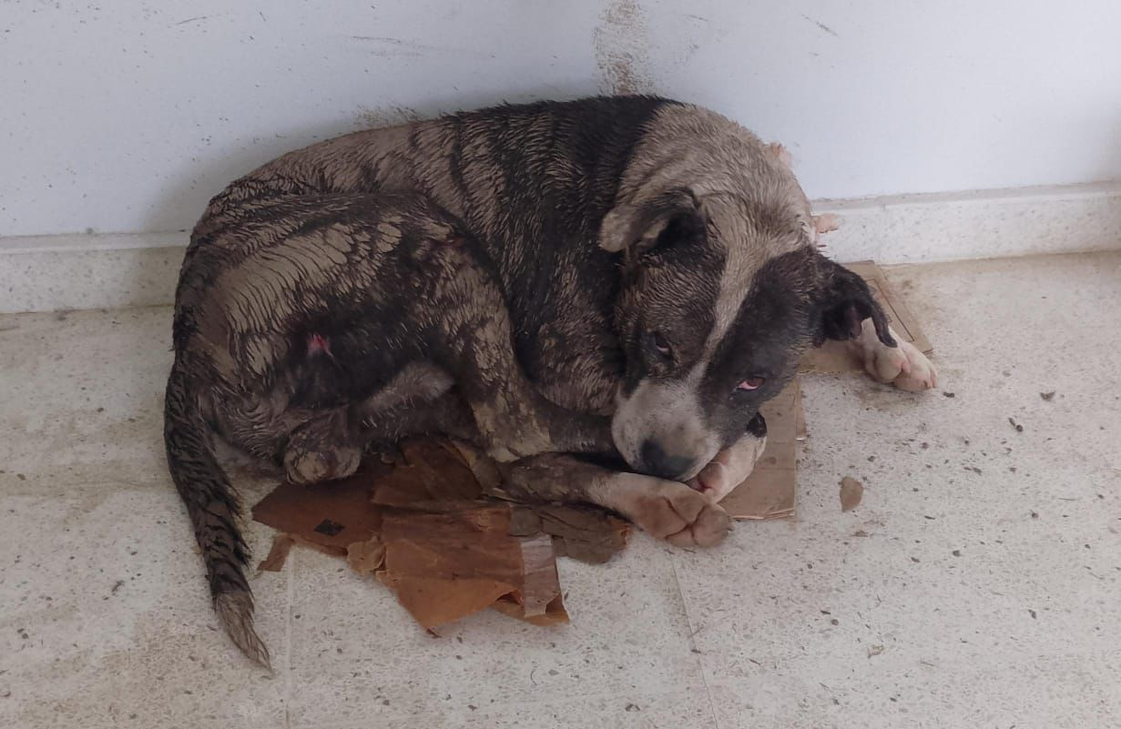 Rescatan animales todos los días: la historia de un grupo de proteccionistas